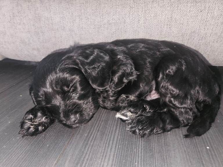 Last male cockerpoo puppy