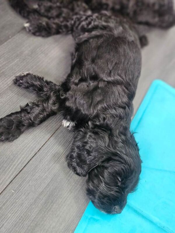Last male cockerpoo puppy - Image 2 of 3