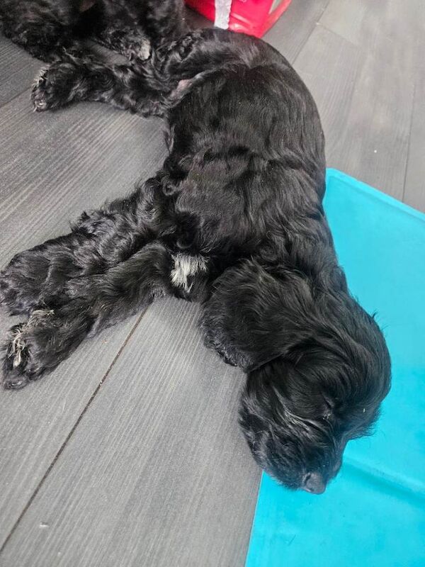 Last male cockerpoo puppy - Image 3 of 3