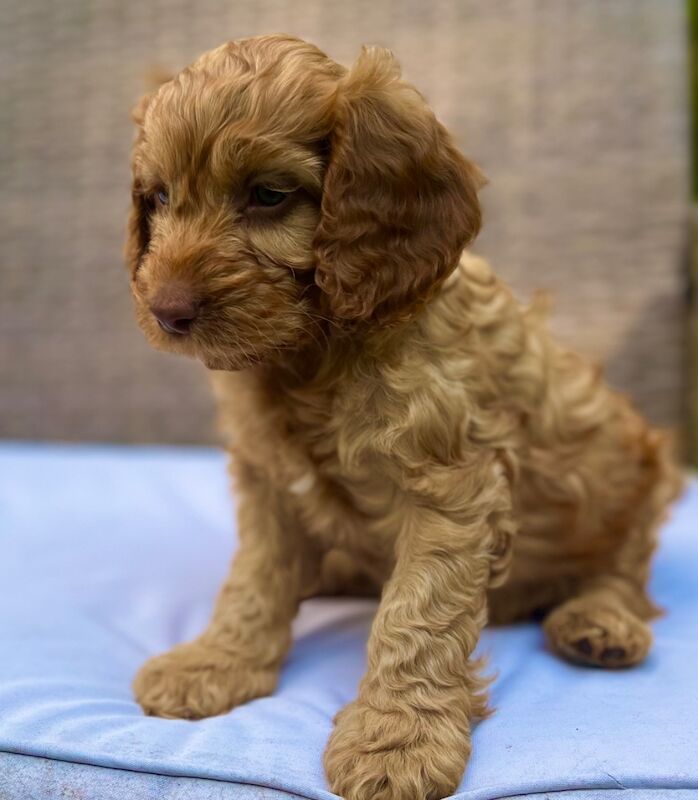 🌟Last male! Quality, F2 Cockapoo Puppies 🌟 for sale in Wragby, Lincolnshire - Image 12