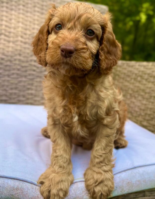 🌟Last male! Quality, F2 Cockapoo Puppies 🌟 for sale in Wragby, Lincolnshire - Image 13