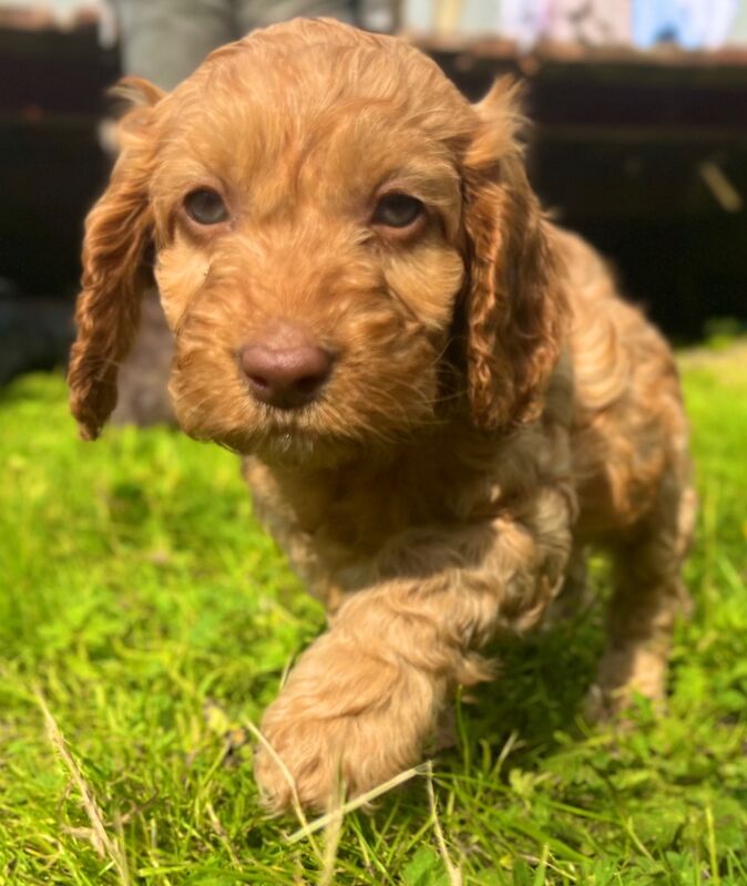 Last male! Quality, F2 Cockapoo puppy for sale in Wragby, Lincolnshire | Image 4