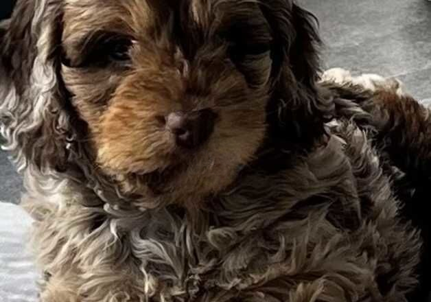 Cockapoo puppies for sale in Hatfield, Hertfordshire – 1 year old - Image 2 of 2