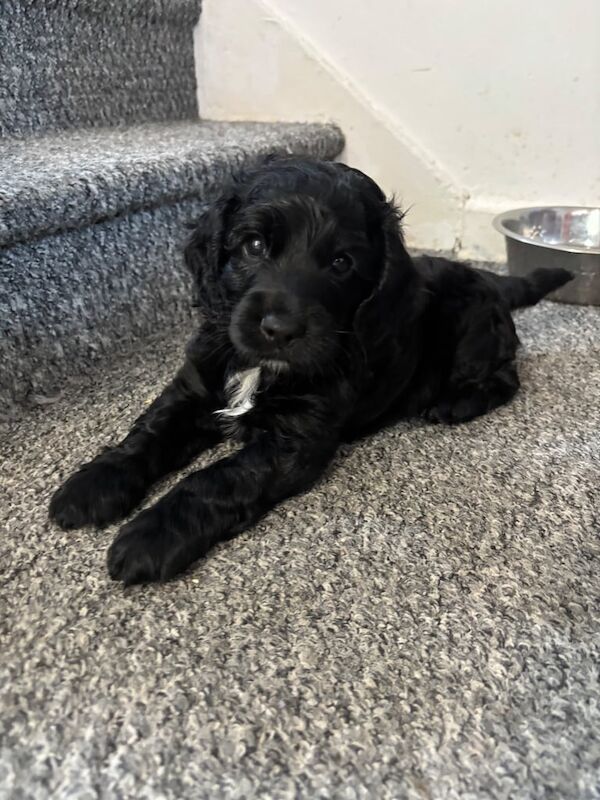 Cockapoo puppies for sale in Battle, East Sussex – 6 weeks old