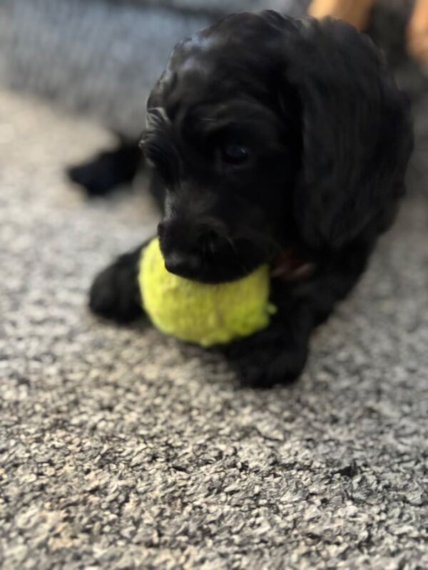 Cockapoo puppies for sale in Battle, East Sussex – 6 weeks old - Image 2 of 3