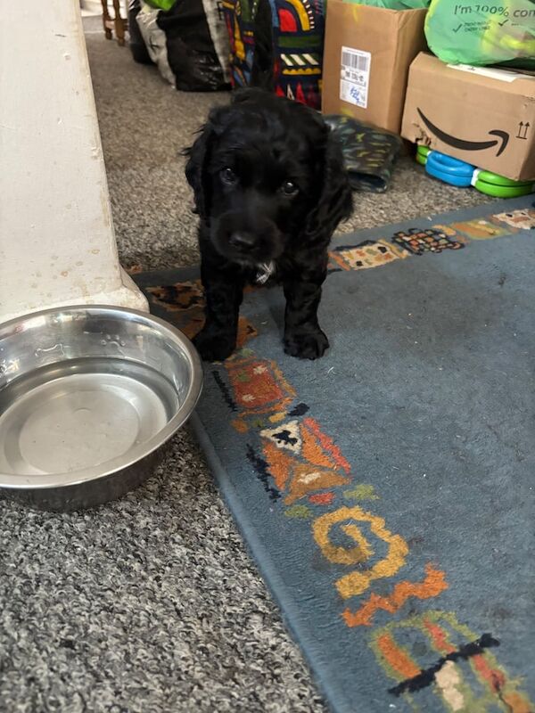 Cockapoo puppies for sale in Battle, East Sussex – 6 weeks old - Image 3 of 3