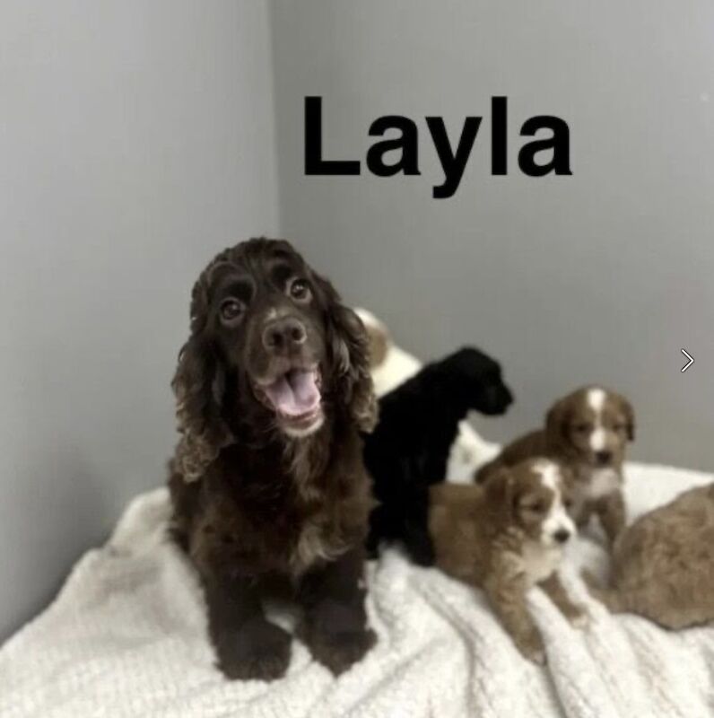 Layla 3 cockapoo boys ready for a family