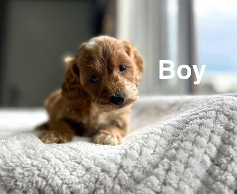 Apricot Cockapoo Puppies For Sale