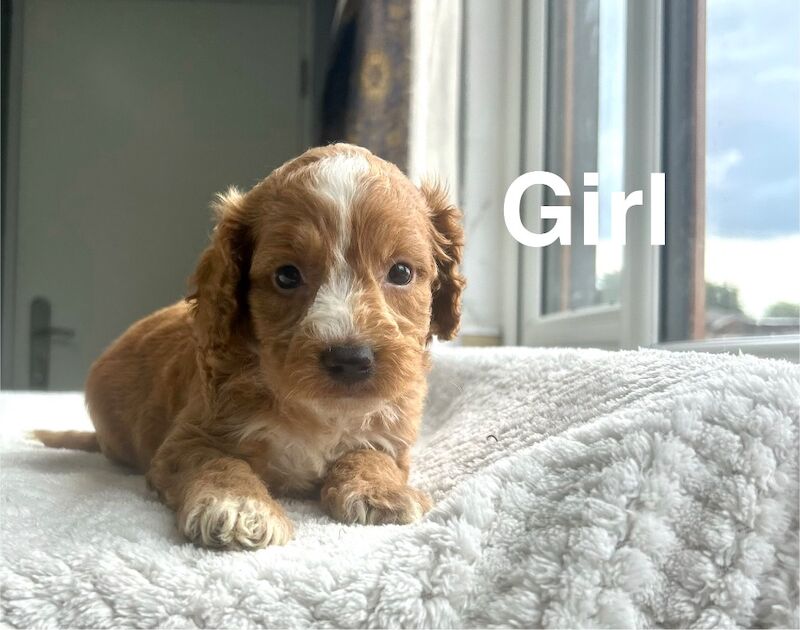 Layla beautiful cockapoo puppies ready now - Image 2 of 7