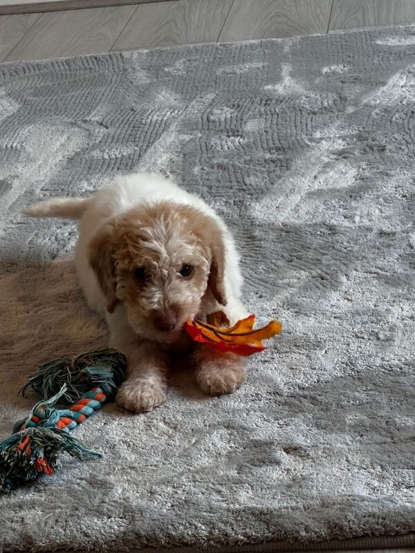 Lemon Party Cockerpoo - Cockapoo Puppies For Sale in Shotton Colliery ...