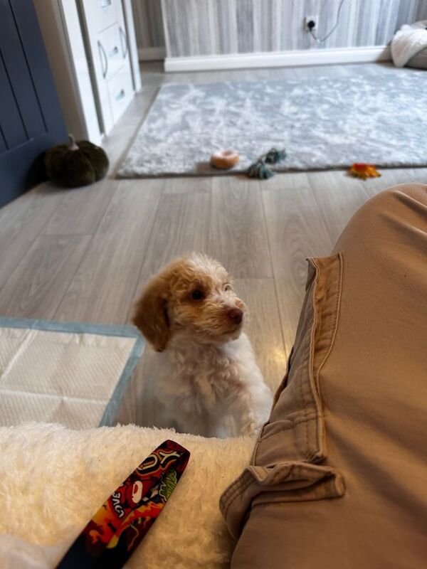 Cockapoo puppies for sale in Shotton Colliery, Durham – 6 months old - Image 2 of 6