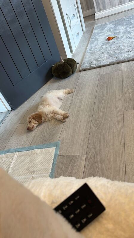 Lemon Party Cockerpoo - Cockapoo Puppies For Sale in Shotton Colliery ...