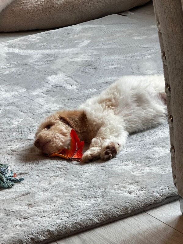 Lemon Party Cockerpoo - Cockapoo Puppies For Sale in Shotton Colliery ...