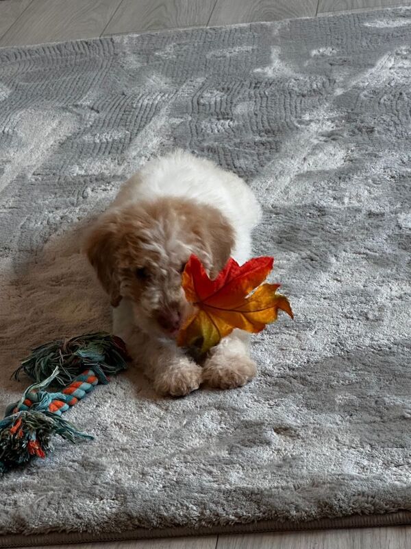 Cockapoo puppies for sale in Shotton Colliery, Durham – 6 months old - Image 5 of 6