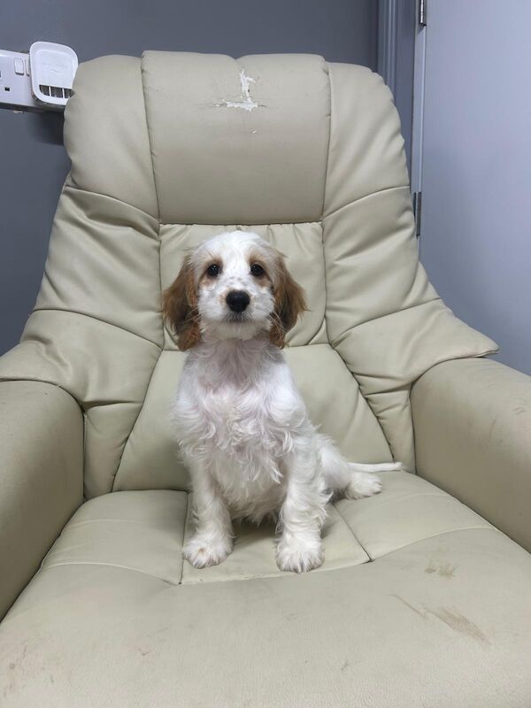 Lemon white cockapoo girl ready for a sofa