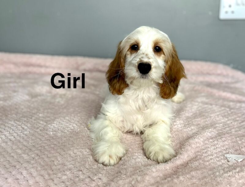 Lemon white cockapoo girl ready now 