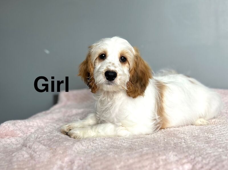 Lemon white cockapoo girl ready now - Image 2 of 7