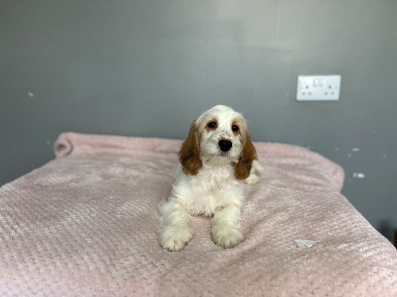 Lemon white cockapoo girl ready now - Image 4 of 7