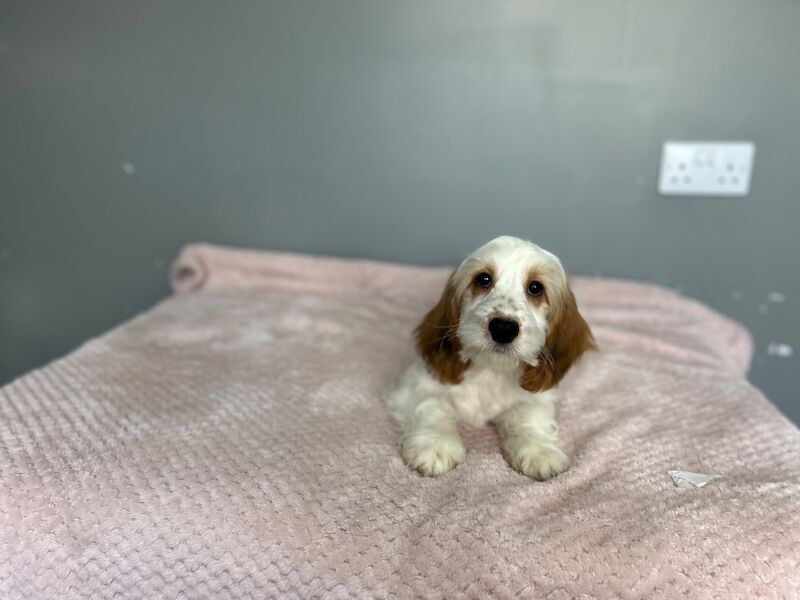 Lemon white cockapoo girl ready now - Image 5 of 7