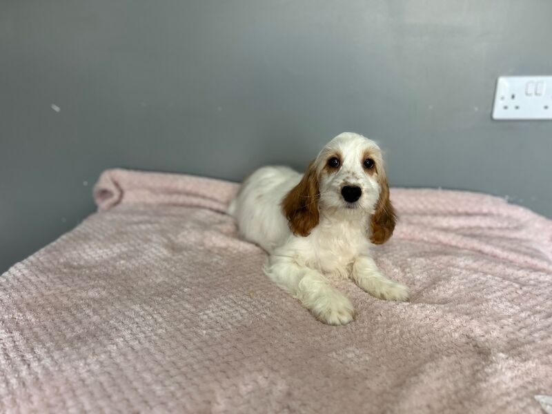 Lemon white cockapoo girl ready now - Image 6 of 7