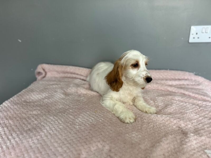 Lemon white cockapoo girl ready now - Image 7 of 7