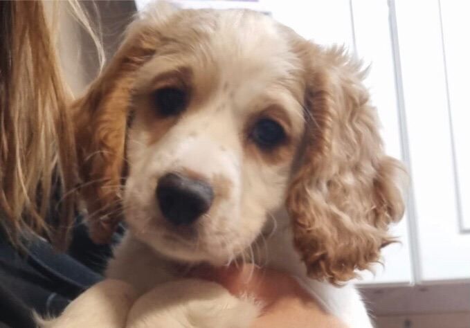 Cockapoo puppies for sale in Gillingham, Kent – 9 weeks old