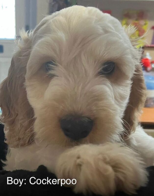Cockapoo puppies for sale in Gillingham, Kent – 4 months old - Image 2 of 5