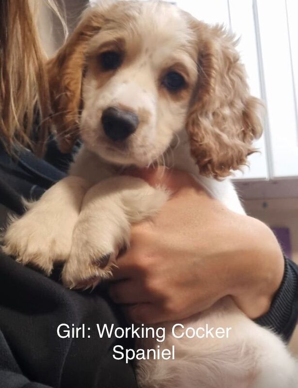 Cockapoo puppies for sale in Gillingham, Kent – 4 months old - Image 3 of 5