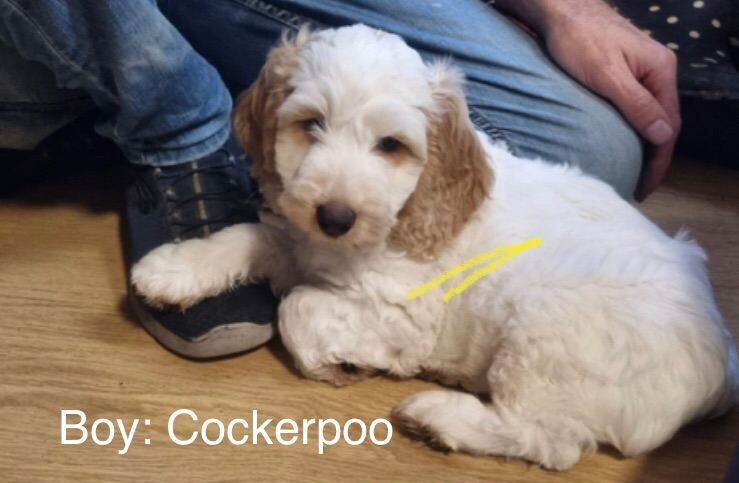 Cockapoo puppies for sale in Gillingham, Kent – 4 months old - Image 4 of 5