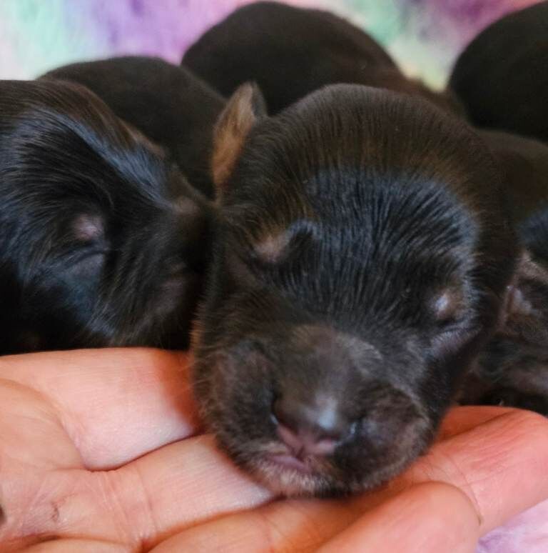 Kennel Club Registered Cockapoo Puppies For Sale