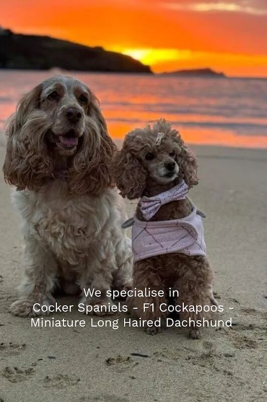 Licensed breeders 25th years + for sale in Upwell, Norfolk