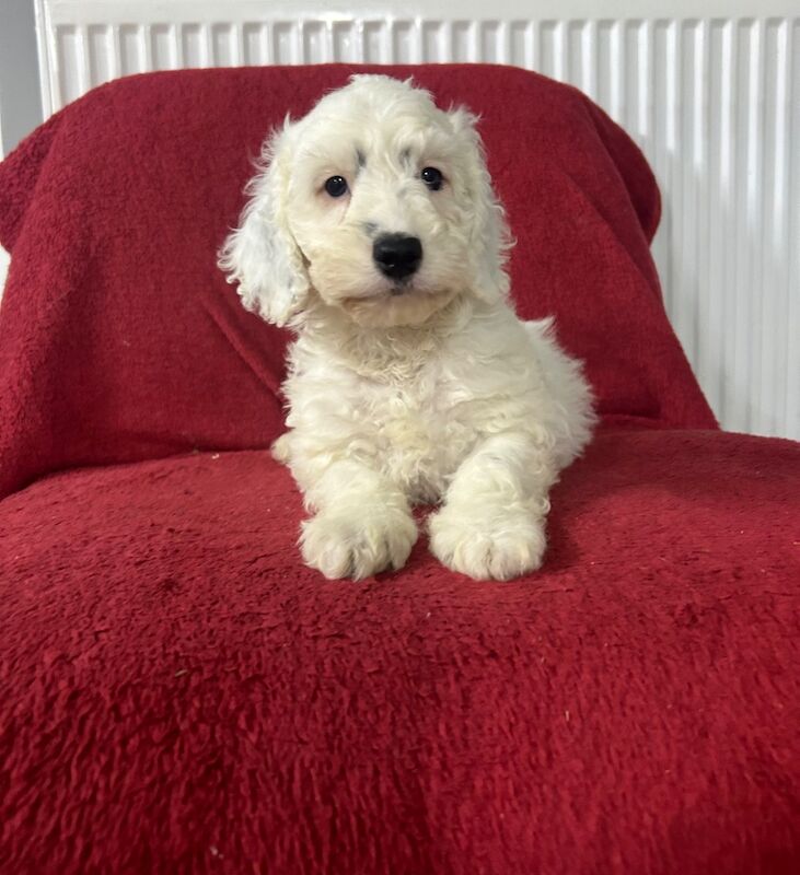 Licensed breeders 25th years + for sale in Upwell, Norfolk - Image 12