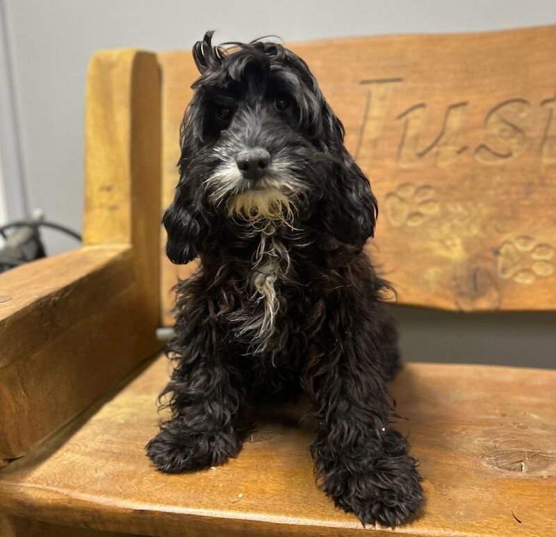 Licensed breeders 25th years + for sale in Upwell, Norfolk - Image 15