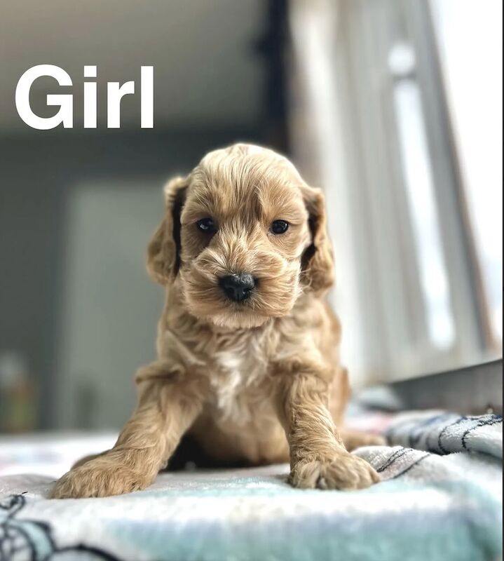 Lilac stunning litter of apricot cockapoo girls and boys