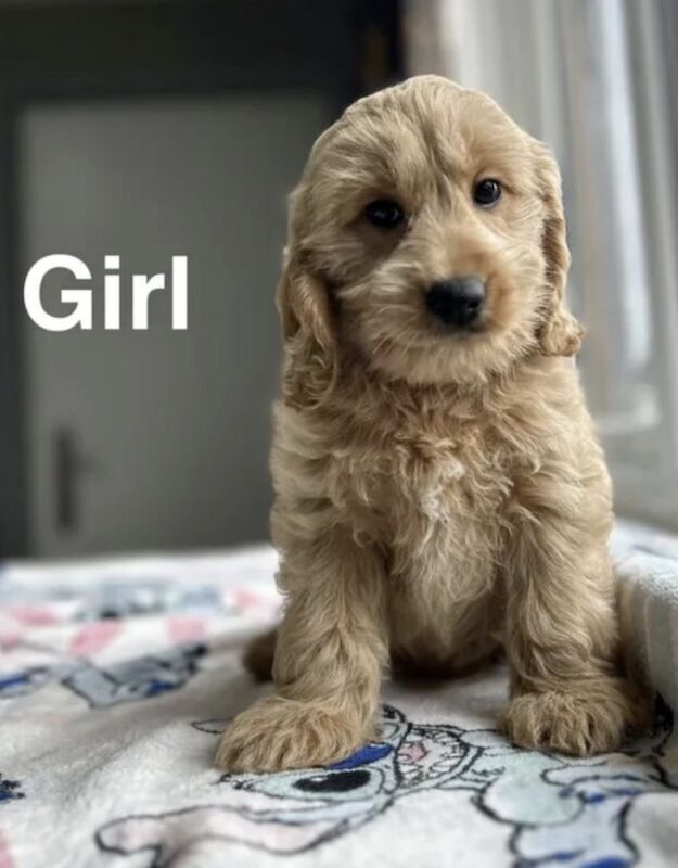 Liquorice 2 apricot cockapoo girls 