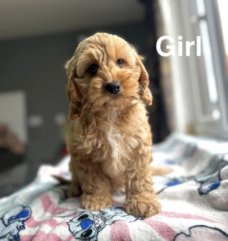 Liquorice lovely cockapoo girls looking for a home