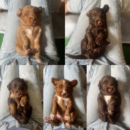 Litter of 10 flashy Australian Cockapoo puppies for sale in Salisbury, Wiltshire