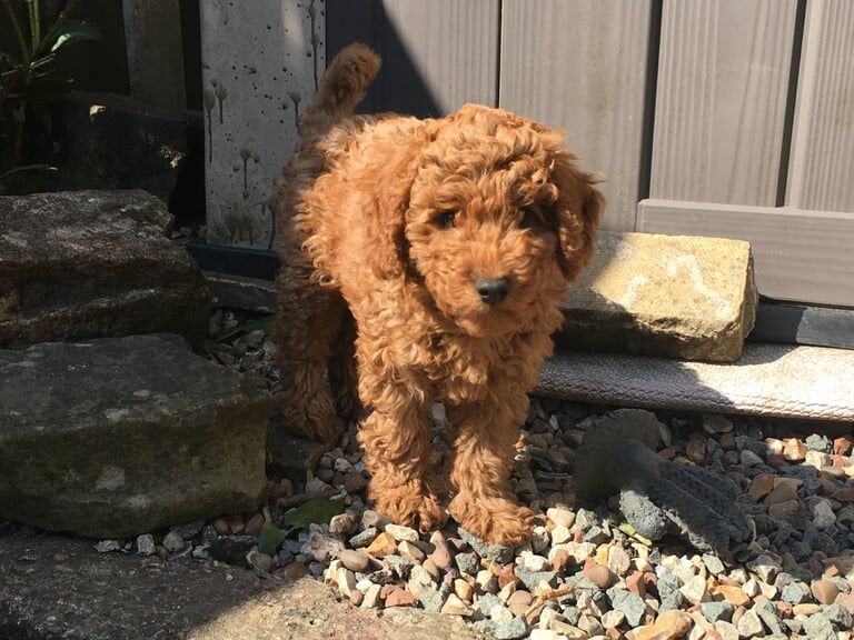 Litter of 5 dna health tested f1b cockapoos(1 girl available) - Image 1 of 3