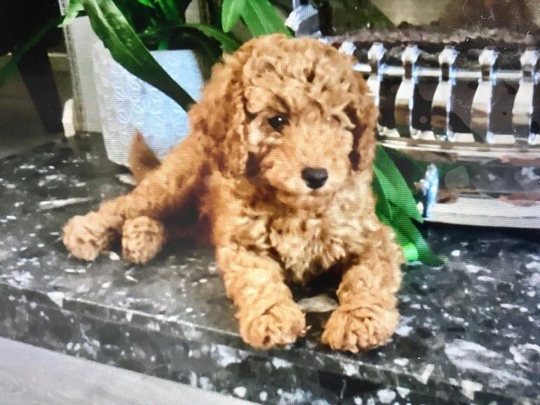 Litter of 5 dna health tested f1b cockapoos(1 girl available) - Image 2 of 3