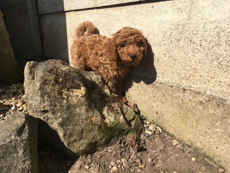 Litter of 5 dna health tested f1b cockapoos(1 girl available) - Image 3 of 3