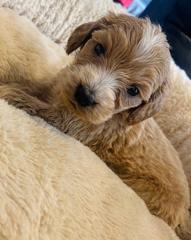 Cockapoo puppies for sale in Bradford, West Yorkshire – KC registered, 8 weeks old