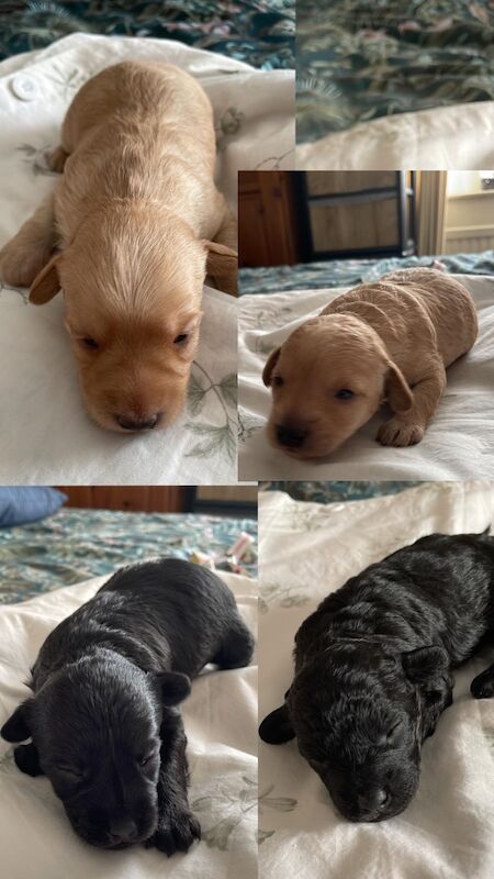 Cockapoo Puppies For Sale