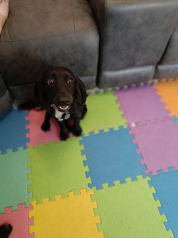 Cockapoo puppies for sale in Devizes, Wiltshire – 11 months old