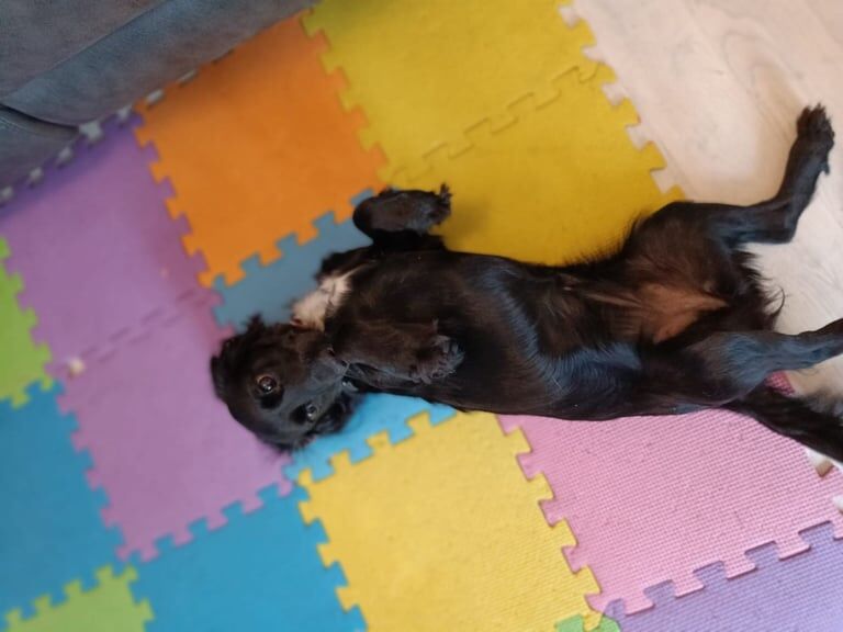 Cockapoo puppies for sale in Devizes, Wiltshire – 12 months old - Image 2 of 3