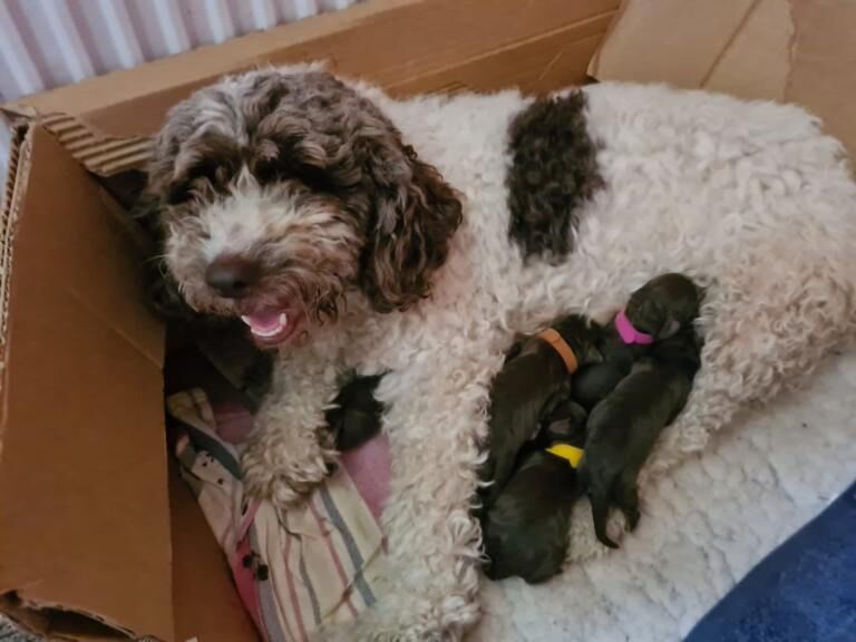 Cockapoo puppies for sale in Reading, Berkshire – KC registered, 5 weeks old