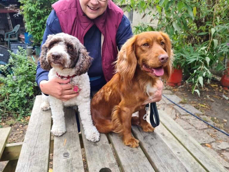 Cockapoo puppies for sale in Reading, Berkshire – KC registered, 3 months old - Image 2 of 4