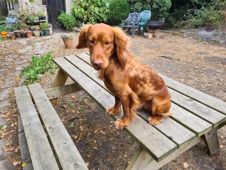 Cockapoo puppies for sale in Reading, Berkshire – KC registered, 3 months old - Image 3 of 4