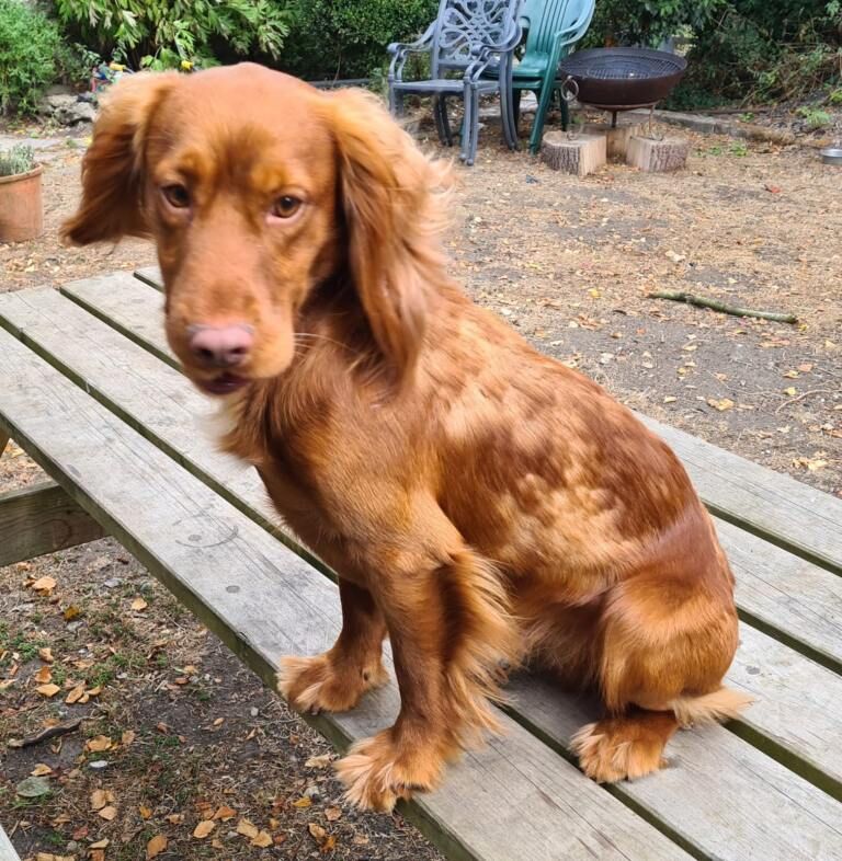 Cockapoo puppies for sale in Reading, Berkshire – KC registered, 3 months old - Image 4 of 4