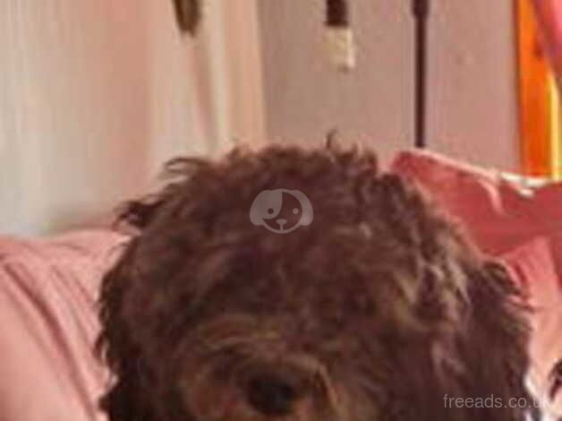 Cockapoo puppies for sale in Foss Islands, North Yorkshire – 3 years old - Image 4 of 4