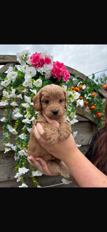 Looking for there forever homes